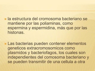  la estructura del cromosoma bacteriano se
mantiene por las poliaminas, como
espermina y espermidina, más que por las
histonas.
 Las bacterias pueden contener elementos
geneticos extracromosomicos como
plasmidos y bacteriofagos, los cuales son
independientes del comosoma bacteriano y
se pueden transmitir de una cellula a otra
 