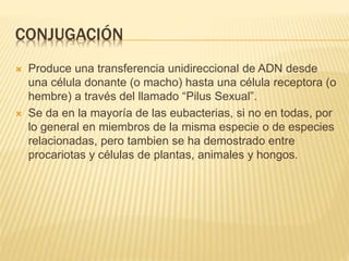 CONJUGACIÓN
 Produce una transferencia unidireccional de ADN desde
una célula donante (o macho) hasta una célula receptora (o
hembre) a través del llamado “Pilus Sexual”.
 Se da en la mayoría de las eubacterias, si no en todas, por
lo general en miembros de la misma especie o de especies
relacionadas, pero tambien se ha demostrado entre
procariotas y células de plantas, animales y hongos.
 