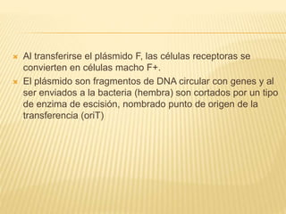  Al transferirse el plásmido F, las células receptoras se
convierten en células macho F+.
 El plásmido son fragmentos de DNA circular con genes y al
ser enviados a la bacteria (hembra) son cortados por un tipo
de enzima de escisión, nombrado punto de origen de la
transferencia (oriT)
 