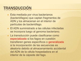 TRANSDUCCIÓN
 Esta mediada por virus bacterianos
(bacteriófagos) que captan fragmentos de
ADN y los almacenan en el interior de
partículas de bacteriófago.
 El ADN suministrado a las células infectadas
se incorpora luego al genoma bacteriano.
 La transducción puede clasificarse como
especializada si los fagos en cuestión
transfieren genes específicos o generalizada
si la incorporación de las secuencias es
aleatoria debido al almacenamiento accidental
del ADN de la célula hospedadora en el
interior de la cápside del fago.
 