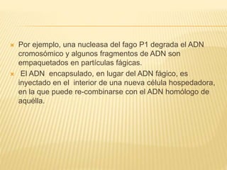 Por ejemplo, una nucleasa del fago P1 degrada el ADN
cromosómico y algunos fragmentos de ADN son
empaquetados en partículas fágicas.
 El ADN encapsulado, en lugar del ADN fágico, es
inyectado en el interior de una nueva célula hospedadora,
en la que puede re-combinarse con el ADN homólogo de
aquélla.
 