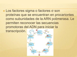  Los factores sigma o factores σ son
proteínas que se encuentran en procariontes
como subunidades de la ARN polimerasa. Le
permiten reconocer las secuencias
promotoras del ADN para iniciar la
transcripción.
 