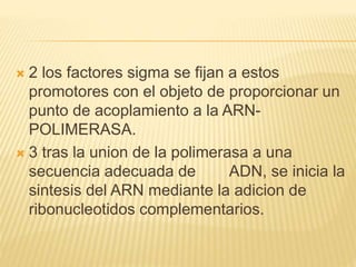  2 los factores sigma se fijan a estos
promotores con el objeto de proporcionar un
punto de acoplamiento a la ARN-
POLIMERASA.
 3 tras la union de la polimerasa a una
secuencia adecuada de ADN, se inicia la
sintesis del ARN mediante la adicion de
ribonucleotidos complementarios.
 