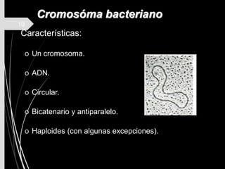 10
Cromosóma bacteriano
Características:
o Un cromosoma.
o ADN.
o Circular.
o Bicatenario y antiparalelo.
o Haploides (con algunas excepciones).
 