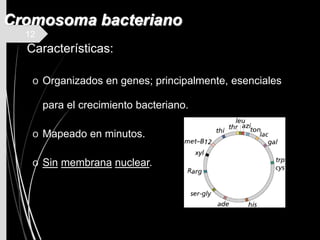 12
Cromosoma bacteriano
Características:
o Organizados en genes; principalmente, esenciales
para el crecimiento bacteriano.
o Mapeado en minutos.
o Sin membrana nuclear.
 