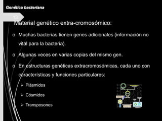 13
Genética bacteriana
Material genético extra-cromosómico:
o Muchas bacterias tienen genes adicionales (información no
vital para la bacteria).
o Algunas veces en varias copias del mismo gen.
o En estructuras genéticas extracromosómicas, cada uno con
características y funciones particulares:
 Plásmidos
 Cósmidos
 Transposones
 
