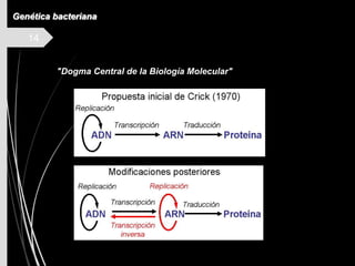 14
"Dogma Central de la Biología Molecular"
Genética bacteriana
 