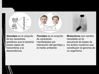 Genotipo es el conjunto
de los caracteres
genéticos que la bacteria
posee capaz de
transmitirse a la
descendencia.
Fenotipo es el conjunto
de caracteres
manifestados por
interacción del genotipo y
el medio ambiente
Mutaciónes son cambio
heredable en la
secuencia de bases de
los ácidos nucleicos que
constituyen el genoma de
un organismo.
 