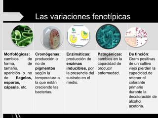 Las variaciones fenotípicas
pueden ser:
Morfológicas:
cambios de
forma, de
tamaño,
aparición o no
de flagelos,
esporas,
cápsula, etc.
Cromógenas:
producción o
no de
pigmentos
según la
temperatura a
la que están
creciendo las
bacterias.
Enzimáticas:
producción de
enzimas
inducibles, por
la presencia del
sustrato en el
medio.
Patogénicas:
cambios en la
capacidad de
producir
enfermedad.
De tinción:
Gram positivas
de un cultivo
viejo pierden la
capacidad de
retener el
colorante
primario
durante la
decoloración de
alcohol
acetona.
 