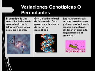 Variaciones Genotípicas O
Permutantes
El genotipo de una
célula bacteriana esta
determinado por la
información genética
de su cromosoma.
Gen Unidad funcional
de la herencia. Cada
gen consta de cientos
de pares de
nucleótidos.
Las mutaciones son
acontecimientos raros
y al azar producidos de
manera espontanea,
sin tener en cuenta los
requerimientos el
ambiente.
 