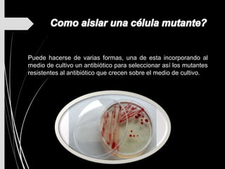 Puede hacerse de varias formas, una de esta incorporando al
medio de cultivo un antibiótico para seleccionar así los mutantes
resistentes al antibiótico que crecen sobre el medio de cultivo.
 