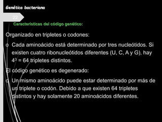 22
Organizado en tripletes o codones:
o Cada aminoácido está determinado por tres nucleótidos. Si
existen cuatro ribonucleótidos diferentes (U, C, A y G), hay
43 = 64 tripletes distintos.
El código genético es degenerado:
o Un mismo aminoácido puede estar determinado por más de
un triplete o codón. Debido a que existen 64 tripletes
distintos y hay solamente 20 aminoácidos diferentes.
Características del código genético:
Genética bacteriana
 