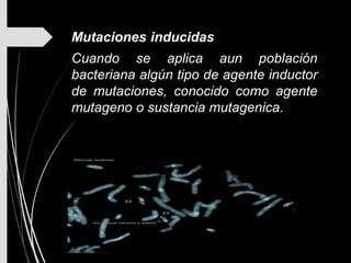 Mutaciones inducidas
Cuando se aplica aun población
bacteriana algún tipo de agente inductor
de mutaciones, conocido como agente
mutageno o sustancia mutagenica.
 