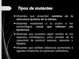  Mutantes que presentan cambios en la
estructura química de la células.
 Mutantes resistentes a la acción e los
bacteriófagos (virus que infectan las
bacterias).
 Mutantes que muestran algún cambio en los
aspectos morfológicos, como perdida de la
capacidad de producir esporas, capsulas o
flagelos.
 Mutantes que exhiben tolerancia aumentada a
agentes inhibitorios en particular antibióticos.
 