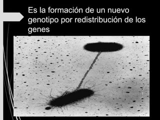 Es la formación de un nuevo
genotipo por redistribución de los
genes
 