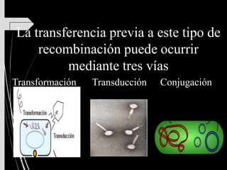 La transferencia previa a este tipo de
recombinación puede ocurrir
mediante tres vías
Transformación Transducción Conjugación
 