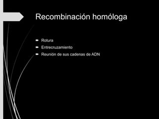 Recombinación homóloga
 Rotura
 Entrecruzamiento
 Reunión de sus cadenas de ADN
 
