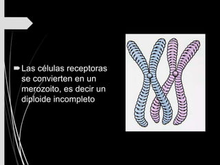 Las células receptoras
se convierten en un
merozoito, es decir un
diploide incompleto
 