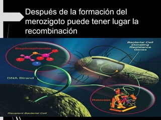 Después de la formación del
merozigoto puede tener lugar la
recombinación
 