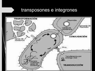 transposones e integrones
 Hoy sabemos que existen también varios tipos de
elementos genéticos transferibles
 que pueden integrarse en diversos puntos del cromosoma
o en los plásmidos de una bacteria
 