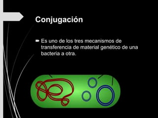 Conjugación
 Es uno de los tres mecanismos de
transferencia de material genético de una
bacteria a otra.
 