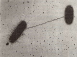  La conjugación entre bacterias Gram negativas suele
ocurrir a través de pili sexuales codificados por el plásmido
conjugativo
 