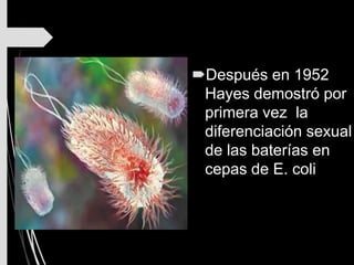 Después en 1952
Hayes demostró por
primera vez la
diferenciación sexual
de las baterías en
cepas de E. coli
 