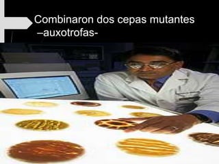 Combinaron dos cepas mutantes
–auxotrofas-
 