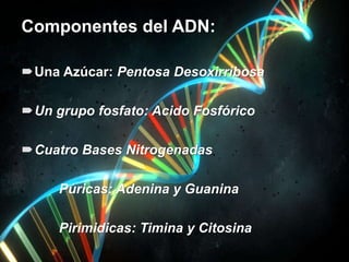 Componentes del ADN:
Una Azúcar: Pentosa Desoxirribosa
Un grupo fosfato: Acido Fosfórico
Cuatro Bases Nitrogenadas
Púricas: Adenina y Guanina
Pirimidicas: Timina y Citosina
 
