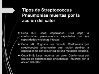 Tipos de Streptococcus
Pneumoniae muertas por la
acción del calor
 Cepa II-S: Lisos, capsulados. Esta cepa la
conformaban pneumococcus capsulados con sus
capacidades virulentas intactas.
 Cepa II-R: Rugosos, sin capsula. Conformada por
streptococcus pneumoniae que habían perdido la
capsula como consecuencia de una mutación inducida.
 Cepa III-S: Lisos, muertos por calor. Conformada por
celulas de streptococcus pneumoniae muertas por la
acción del calor.
 