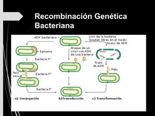 Recombinación Genética
Bacteriana
 