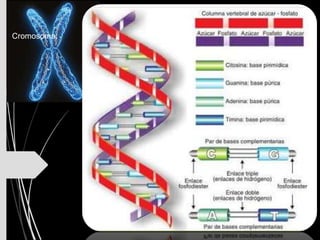 Cromosoma:
 