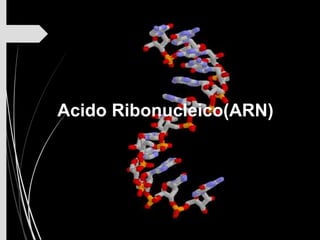 Acido Ribonucleico(ARN)
 