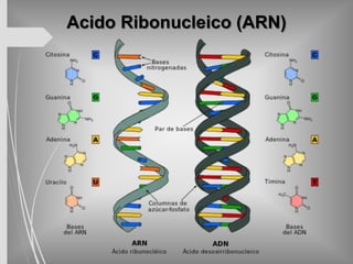 Acido Ribonucleico (ARN)
 