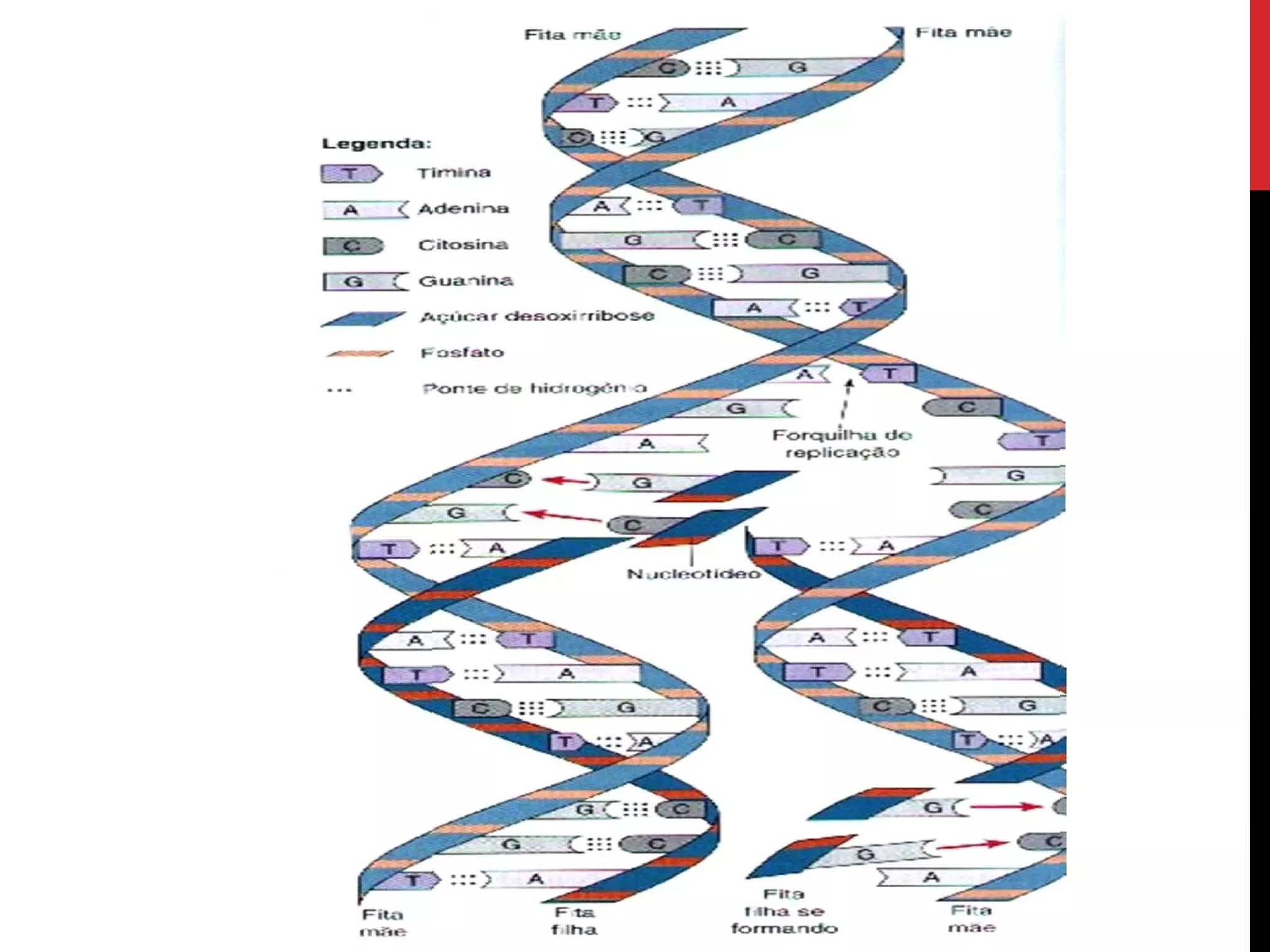 Genetica bacteriana 1
