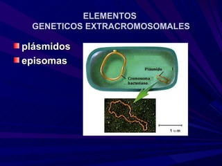 ELEMENTOS
 GENETICOS EXTRACROMOSOMALES

plásmidos
episomas
 