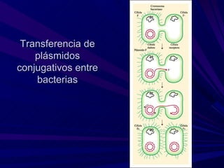 Transferencia de
    plásmidos
conjugativos entre
    bacterias
 