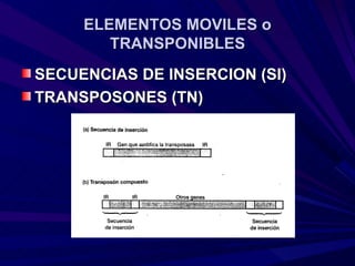 ELEMENTOS MOVILES o
        TRANSPONIBLES
SECUENCIAS DE INSERCION (SI)
TRANSPOSONES (TN)
 