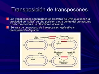 Transposición de transposones
Los transposones son fragmentos discretos de DNA que tienen la
propiedad de “saltar” de una posición a otra dentro del cromosoma
o del cromosoma a un plásmido o viceversa.
 Se trata de un proceso de transposición replicativa y
recombinación ilegítima.
 