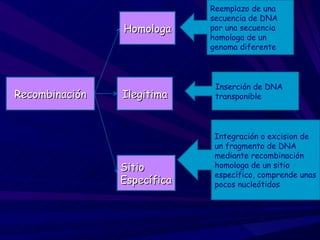 Reemplazo de una
                             secuencia de DNA
                Homologa     por una secuencia
                             homologa de un
                             genoma diferente



                              Inserción de DNA
Recombinación   Ilegitima     transponible




                              Integración o excision de
                              un fragmento de DNA
                              mediante recombinación
                Sitio         homologa de un sitio
                              específico, comprende unas
                Específica    pocos nucleótidos
 