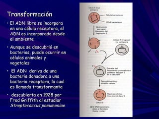Transformación
• El ADN libre se incorpora
  en una célula receptora, el
  ADN es incorporado desde
  el ambiente
• Aunque se descubrió en
  bacterias, puede ocurrir en
  células animales y
  vegetales
• El ADN deriva de una
  bacteria donadora a una
  bacteria receptora, la cual
  es llamada transformante
• descubierta en 1928 por
  Fred Griffith al estudiar
  Streptococcus pneumoniae
 