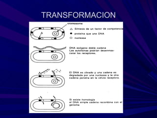 TRANSFORMACION
 