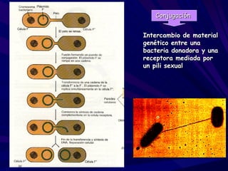 Conjugación


Intercambio de material
genético entre una
bacteria donadora y una
receptora mediada por
un pili sexual
 