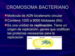 CROMOSOMA BACTERIANO
Molécula de ADN bicatenario circular
Contiene 1000 a 9000 kilobases (Kb)
Es una unidad de replicación. Tiene un
origen de replicación, genes que codifican
las proteínas necesarias para la
replicación
 