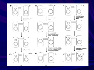 F+   F-   Hfr   F-   F’   F-




F+   F+   Hfr   F-   F’   F’
 