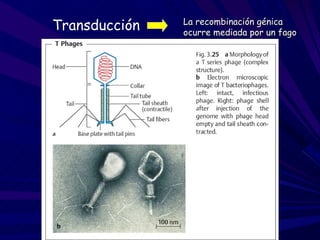 Transducción   La recombinación génica
               ocurre mediada por un fago
 