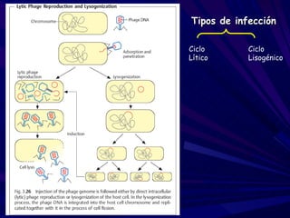 Tipos de infección

Ciclo       Ciclo
Lítico      Lisogénico
 