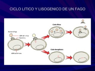 CICLO LITICO Y LISOGENICO DE UN FAGO
 