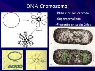 DNA Cromosomal
         –DNA circular cerrado
         –Superenrrollado.
         –Presente en copia única
 