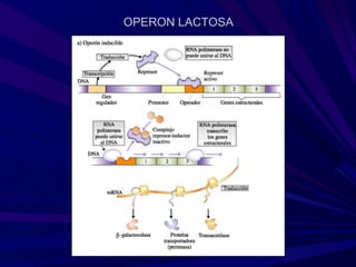 OPERON LACTOSA
 